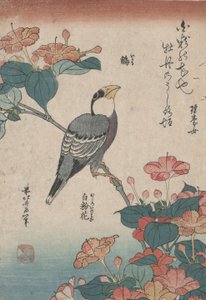 Gros-bec sur Mirabilis, de la série sans titre nommée Petites Fleurs