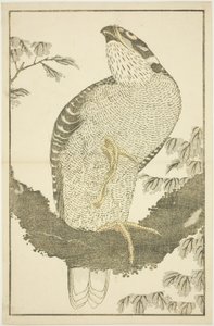 Faucon, du Livre d