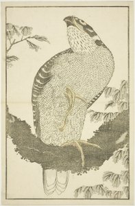 Faucon, du Livre d