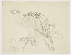 Faucon sur une branche (étude) - Katsushika Hokusai