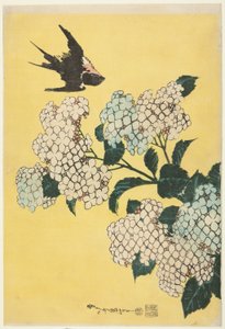 Hortensia et hirondelle, d