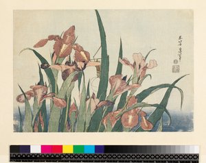 Iris et sauterelle, publié par Nishimura Eijudo, vers 1832 (yoko-e - format horizontal, estampe sur bois en couleur) - Katsushika Hokusai