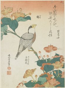Gros-bec japonais et Belle-de-nuit, c. 1833 - Katsushika Hokusai