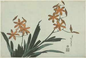 Orchidées oranges, d