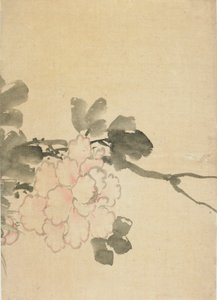 Pivoine, fin du XVIIIe-début du XIXe siècle - Katsushika Hokusai