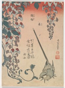 Bergeronnette et glycine, période Edo, 1834 - Katsushika Hokusai