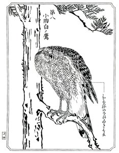 Un faucon, 1898 - Kawanabe Kyosai