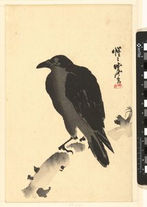 Corbeau sur une souche
