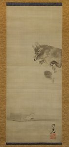 Tanuki chien-raton laveur regardant son reflet dans l