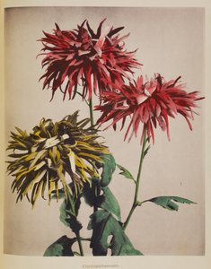 Chrysanthème - Kazumasa Ogawa