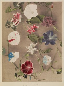 Groupe de gloires du matin - Kazumasa Ogawa