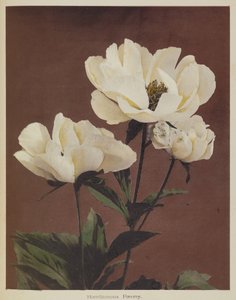 Pivoine rustique - Kazumasa Ogawa