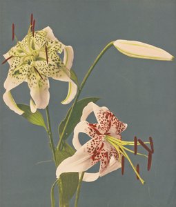 Lys, 1897 - Kazumasa Ogawa