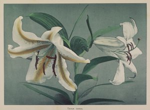 Lily - Kazumasa Ogawa