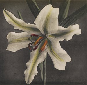 Lys, 1896