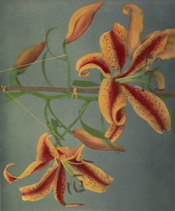 Lys, 1896