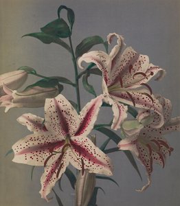 Lys, 1896