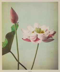 Lotus