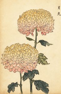 Chrysanthème hybride or et rose pompon, 1893 (gravure)