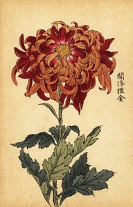 Chrysanthème hybride orange et cramoisi - Keika Hasegawa