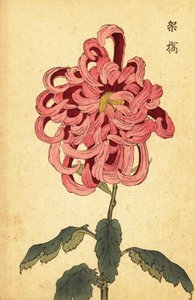 Chrysanthème hybride rose et cramoisi, 1893 (gravure)