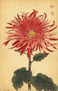 Chrysanthème hybride rose et cramoisi, 1893