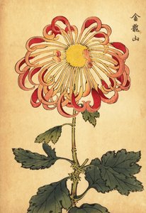 Chrysanthème hybride rose enroulé cuillère, 1893 (gravure)