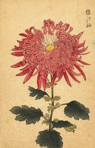 Chrysanthème hybride rose plume, 1893 (gravure)