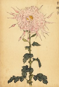 Chrysanthème hybride rose araignée (gravure)