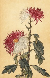 Chrysanthème hybride violet et blanc (gravure)