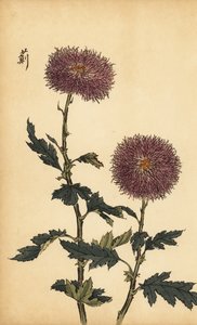 Chrysanthème hybride violet, 1893 (gravure)