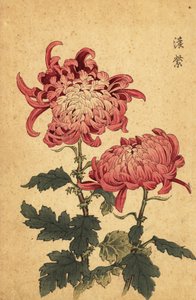 Chrysanthème hybride saumon-rose (gravure)