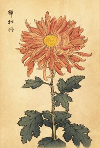 Chrysanthème hybride saumon-rose (gravure)