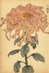 Chrysanthème hybride saumon-rose avec pétales bouclés