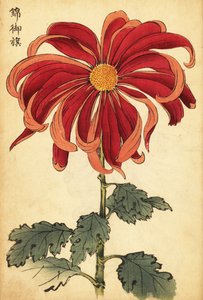 Chrysanthème hybride écarlate et rose (gravure)