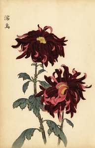Chrysanthème hybride cramoisi et rose (gravure)