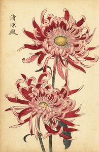 Chrysanthème hybride rose et écarlate (gravure)