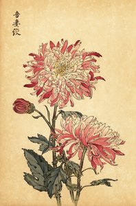 Chrysanthème blanc et rose panaché hybride
