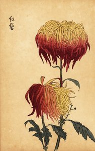 Chrysanthème hybride panaché jaune, orange et cramoisi, 1893 (gravure)
