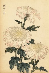 Chrysanthème hybride blanc et rose (gravure)