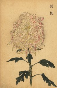 Chrysanthème hybride blanc et rose, 1893