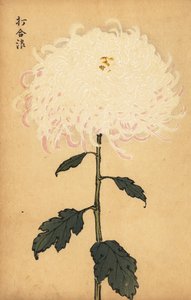 Chrysanthème blanc hybride