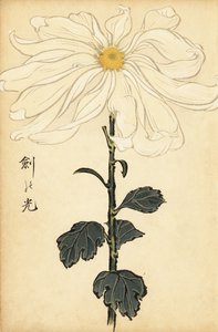 Chrysanthème hybride blanc, 1893 (gravure)