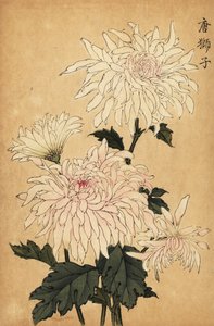 Chrysanthème hybride blanc, Chrysanthemum indicum - Keika Hasegawa
