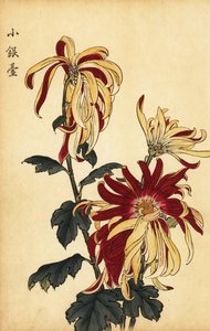 Chrysanthème hybride jaune et cramoisi (gravure)
