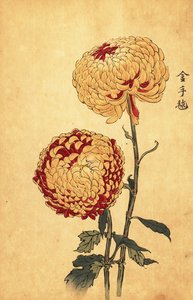 Chrysanthème pompon hybride jaune et écarlate (gravure)