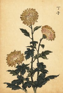 Chrysanthème hybride jaune (gravure)