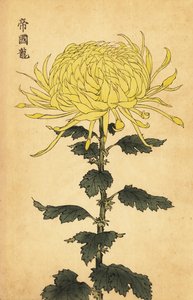 Chrysanthème hybride jaune