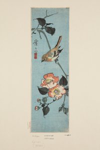 Moineau et camélia