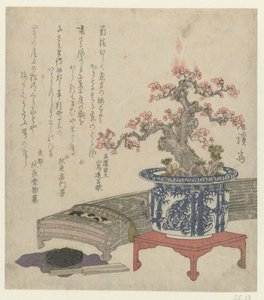 Koto avec fleur de prunier en pot
